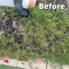 Bermuda grass weeds in mulch bed