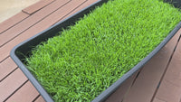 Premium Double Dark Green Bermuda Grass Seed