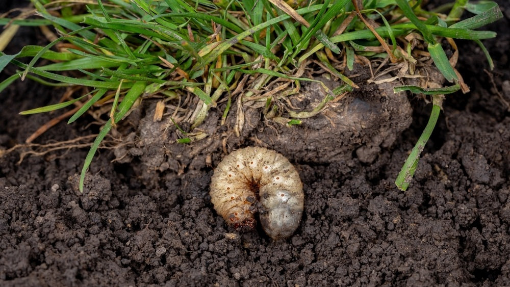 grub worm in lawn