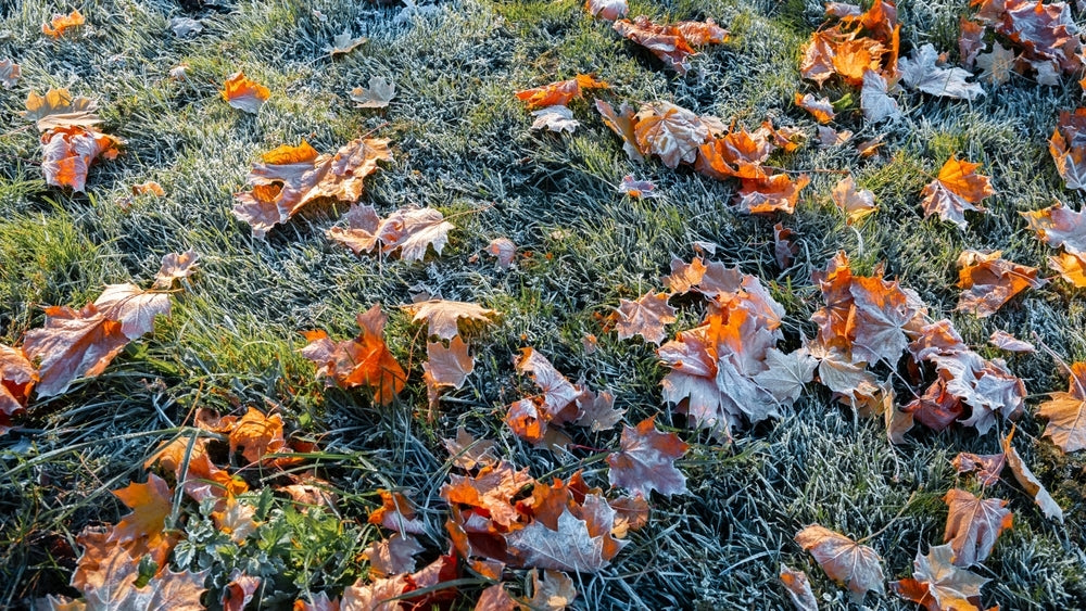 Leaves on ground