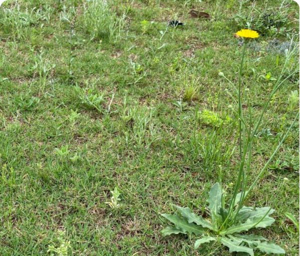 lawn with lots of weeds
