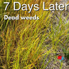dead nutsedge weeds