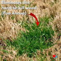 Poa Annual Weed