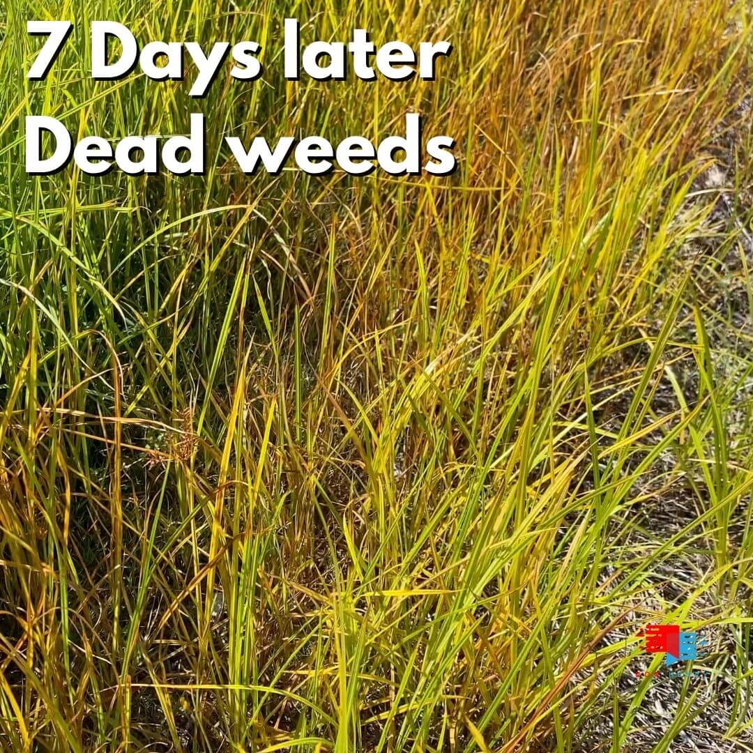 Certainty Turf Herbicide Nutsedge Weed Killer Golf Course Lawn Store