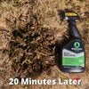 Dead Weeds with Mirimichi Green Weed Killer
