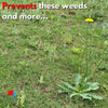 Prevent Weeds in lawn