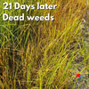 Dead weeds after herbicide