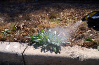 Spraying weeds with Mirimichi Green Weed Killer